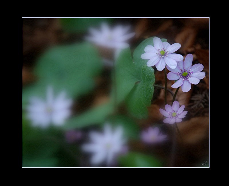 Leberblümchen