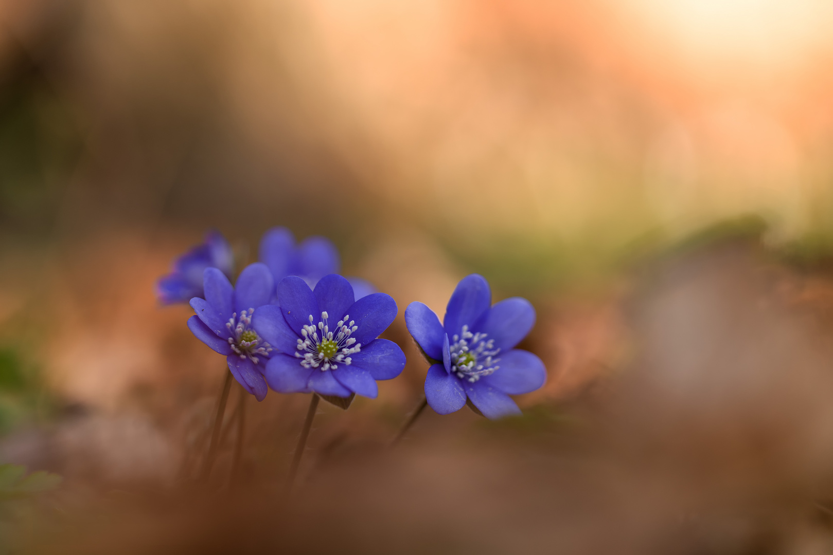 Leberblümchen