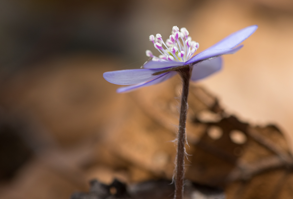 Leberblümchen