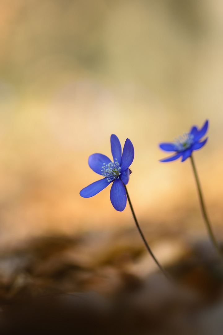 Leberblümchen