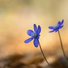 Leberblümchen