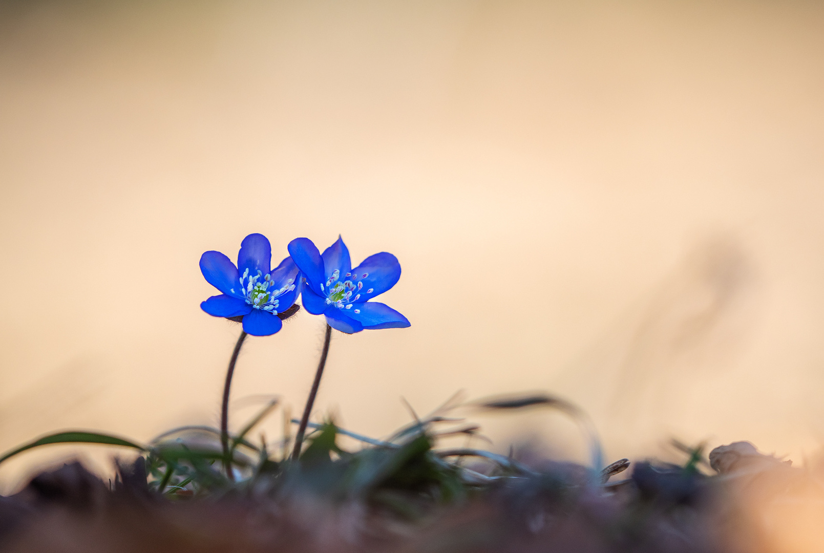 Leberblümchen