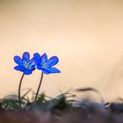 Leberblümchen