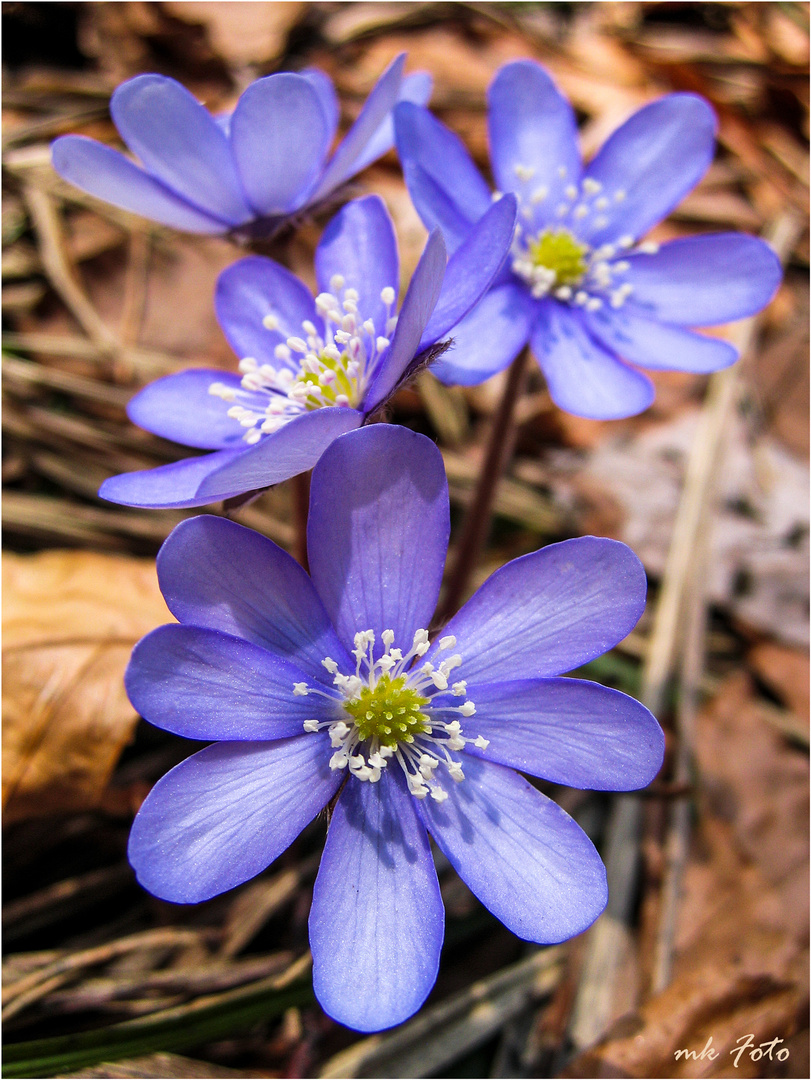 Leberblümchen