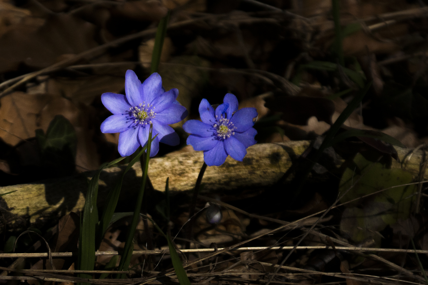 Leberblümchen