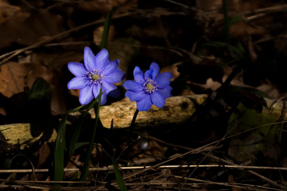 Leberblümchen