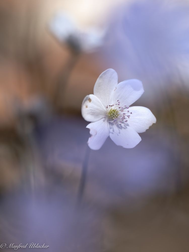 Leberblümchen ...