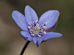 Leberblümchen