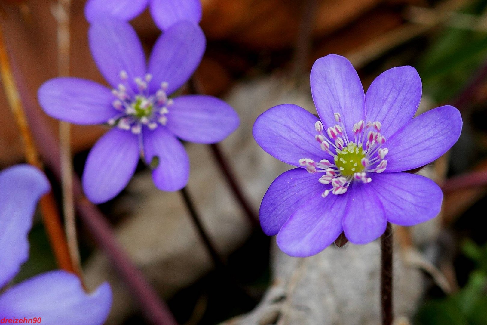 Leberblümchen