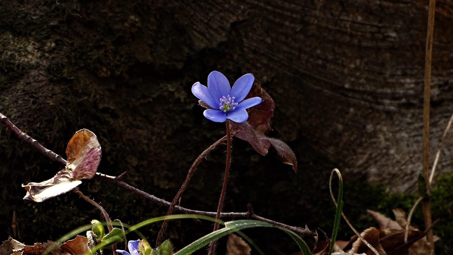 Leberblümchen