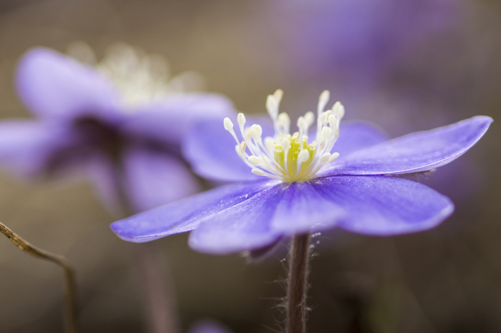 Leberblümchen