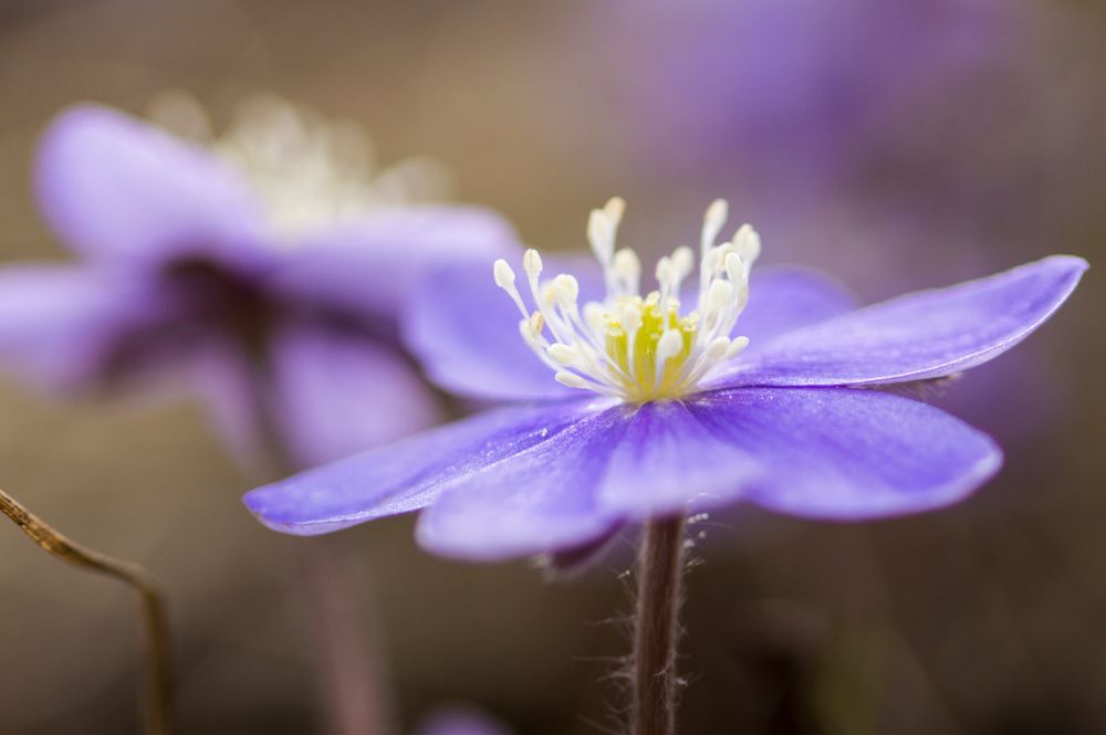 Leberblümchen