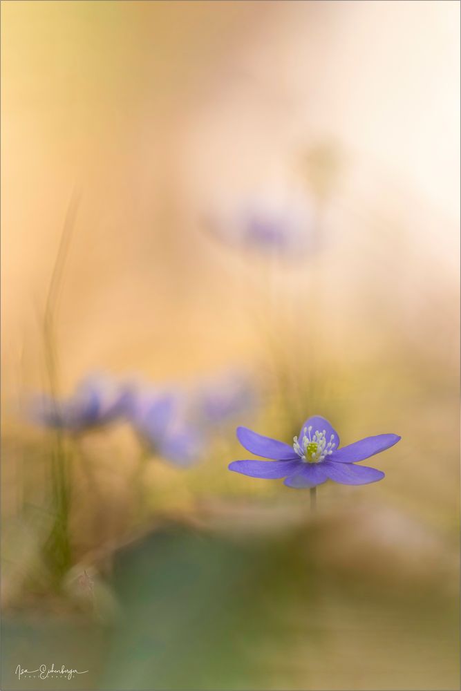 Leberblümchen 