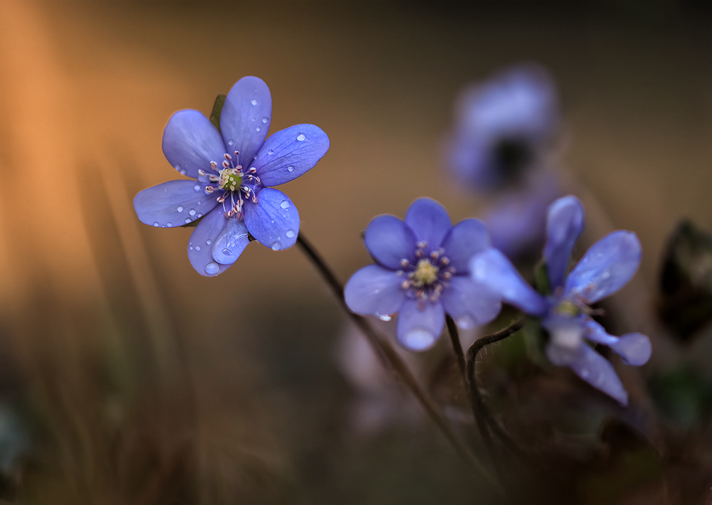 Leberblümchen