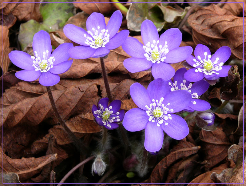 Leberblümchen