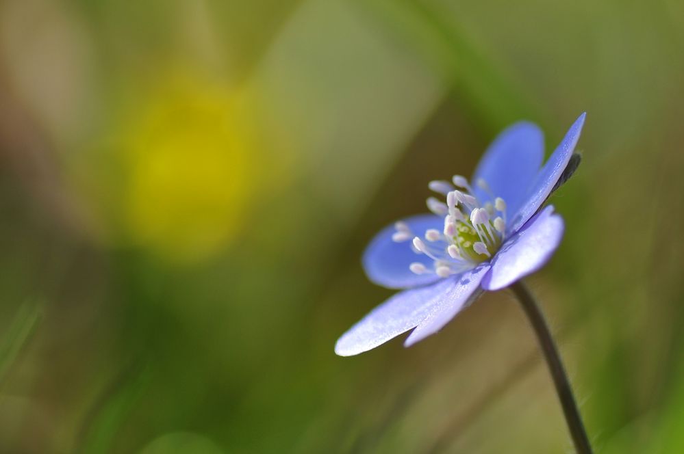 Leberblümchen von misanthrop10 