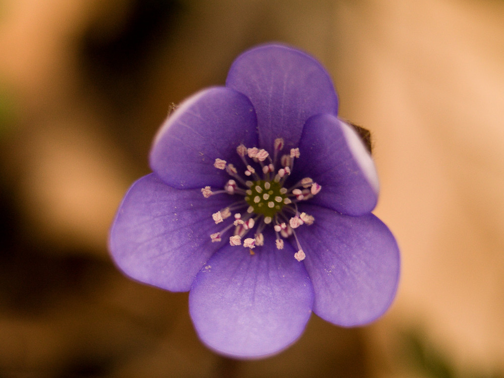 Leberblümchen