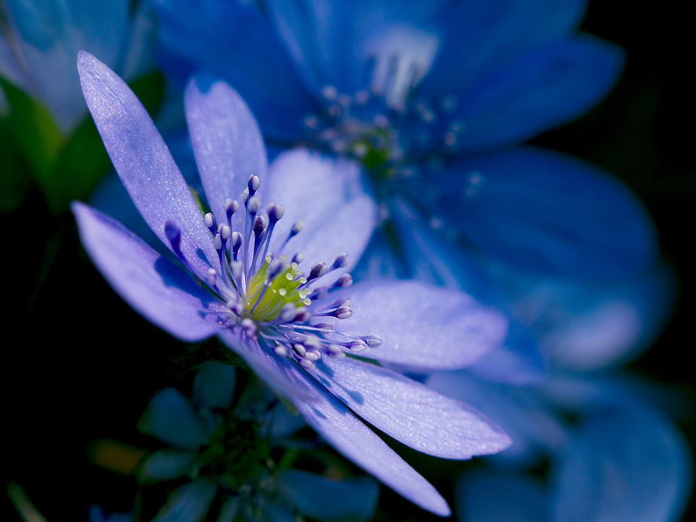 Leberblümchen