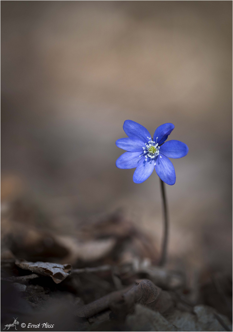 Leberblümchen