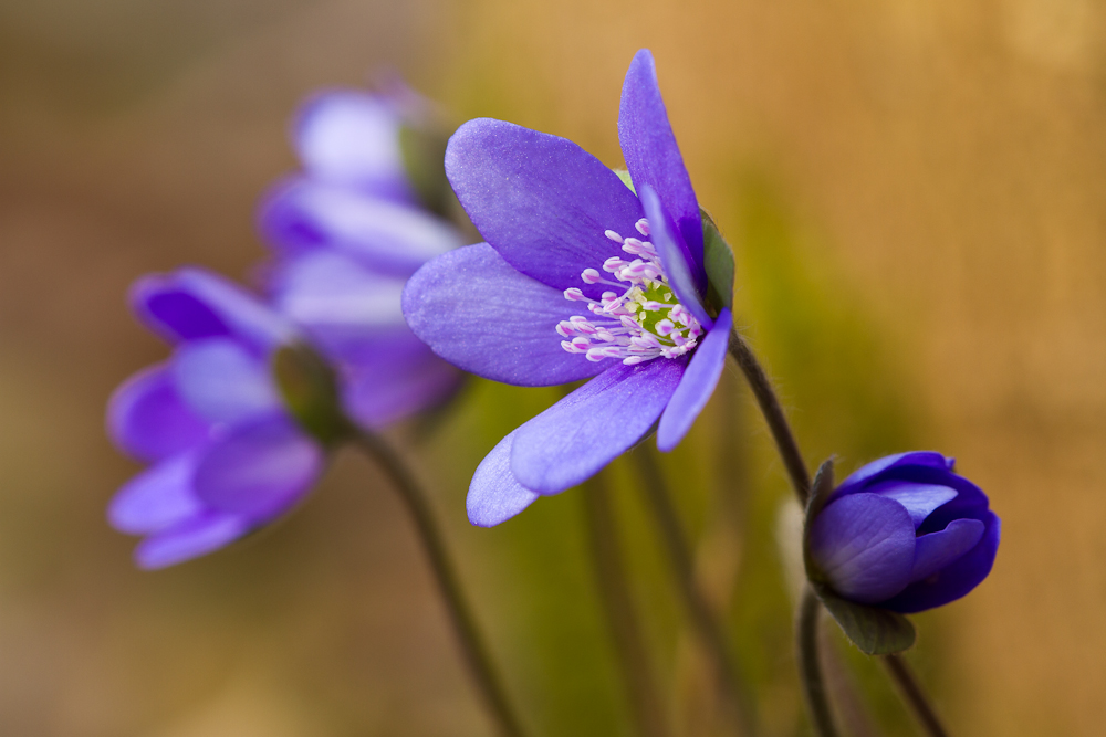 Leberblümchen