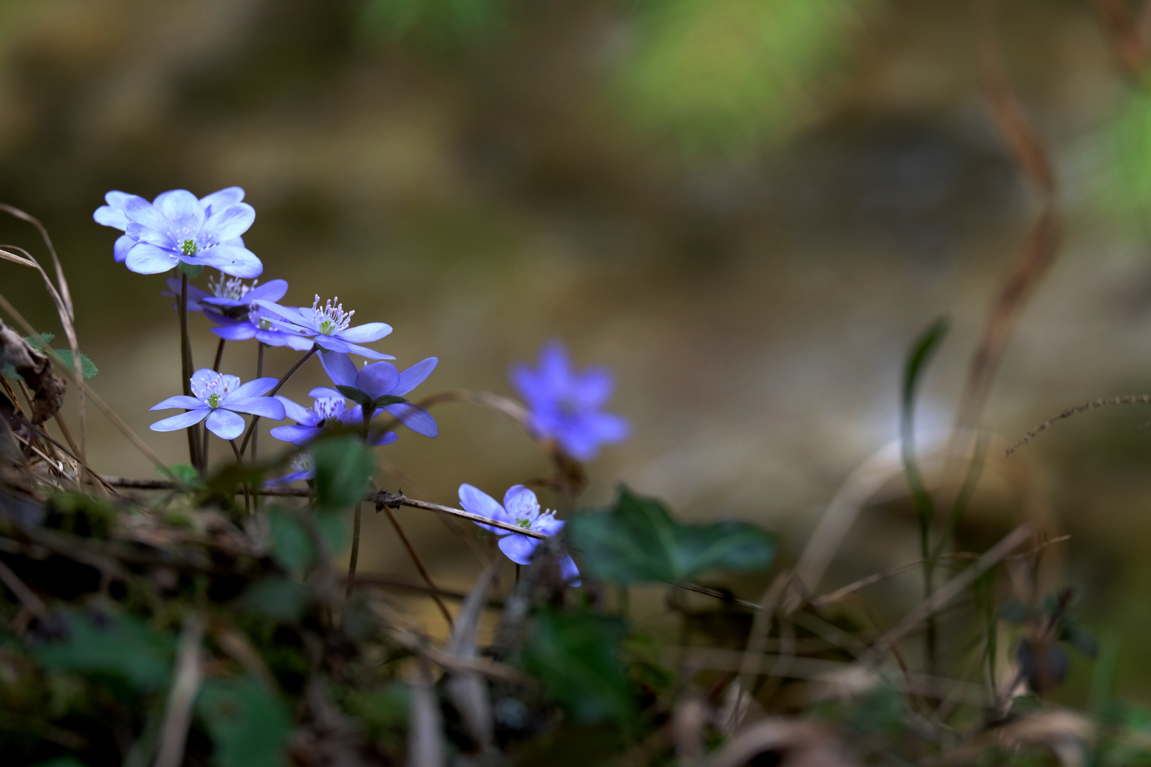 Leberblümchen