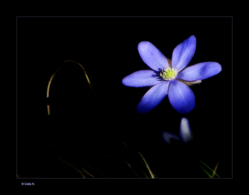 Leberblümchen