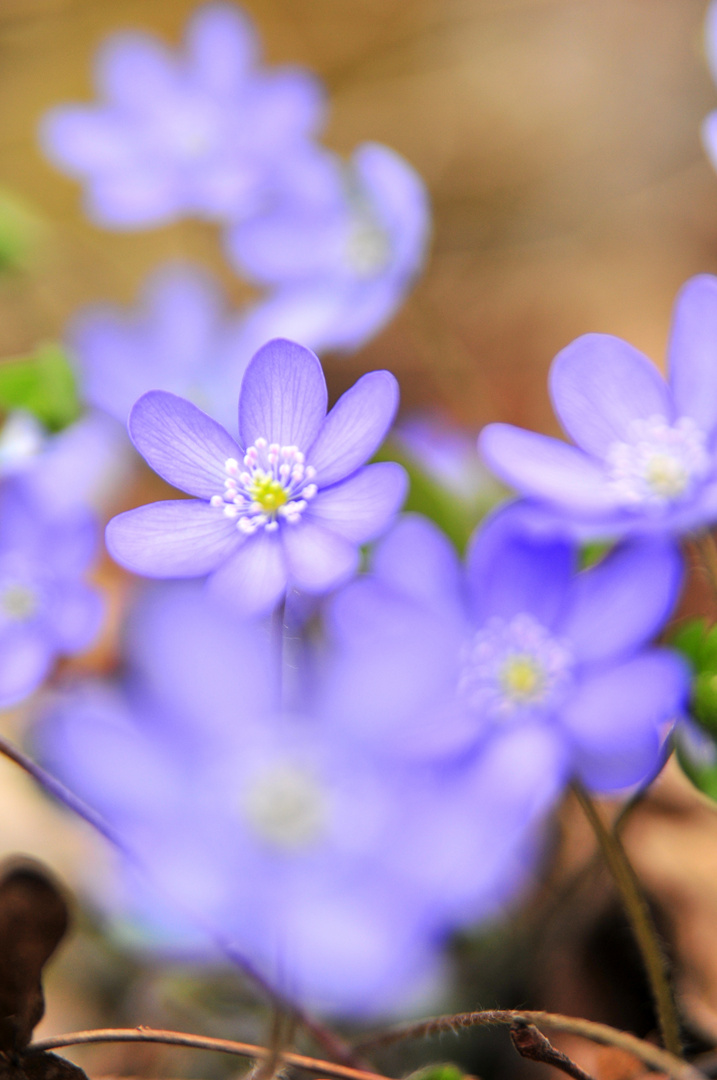 Leberblümchen.