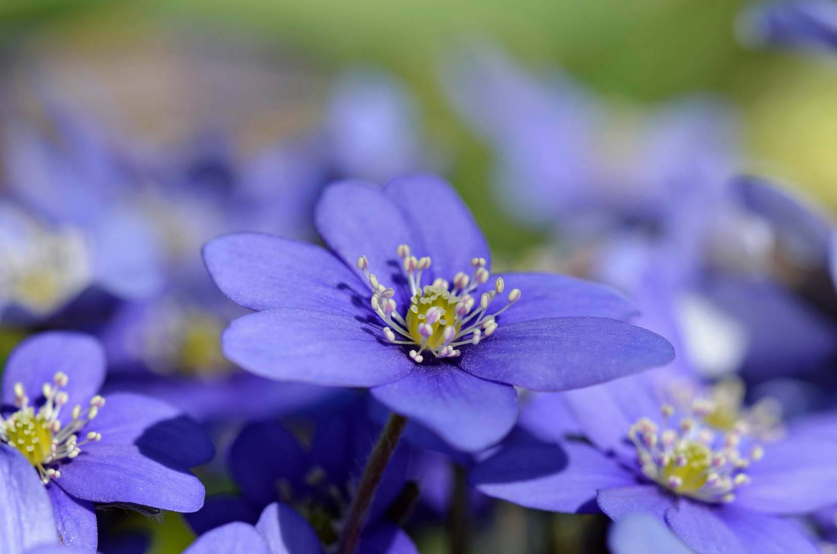 Leberblümchen