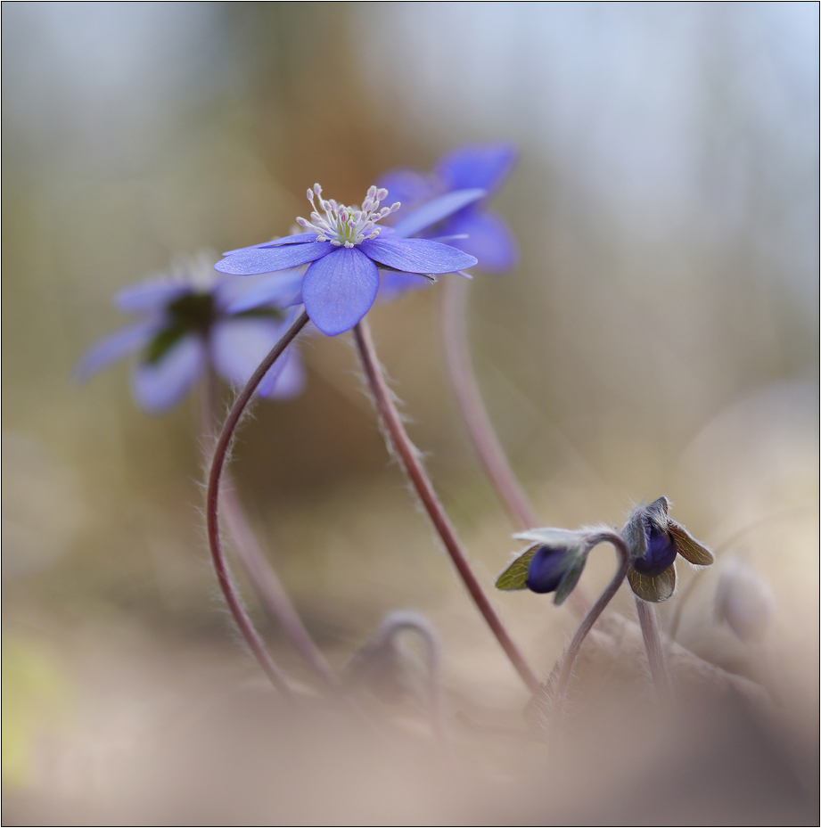 Leberblümchen