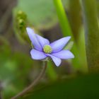 Leberblümchen