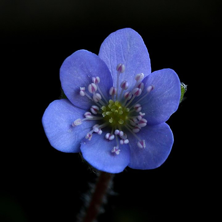 Leberblümchen...