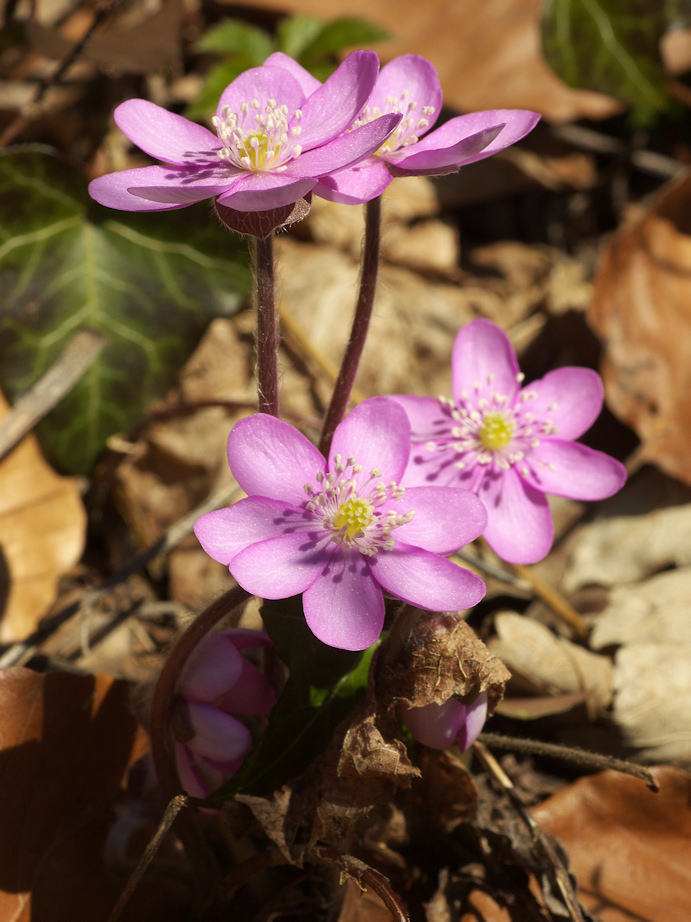 Leberblümchen