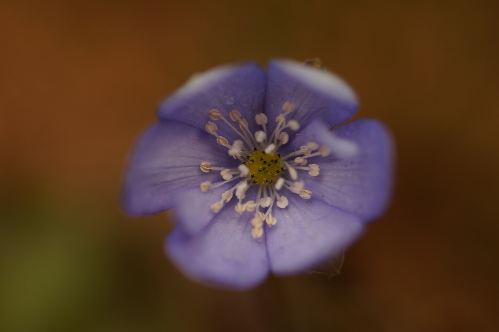 Leberblümchen