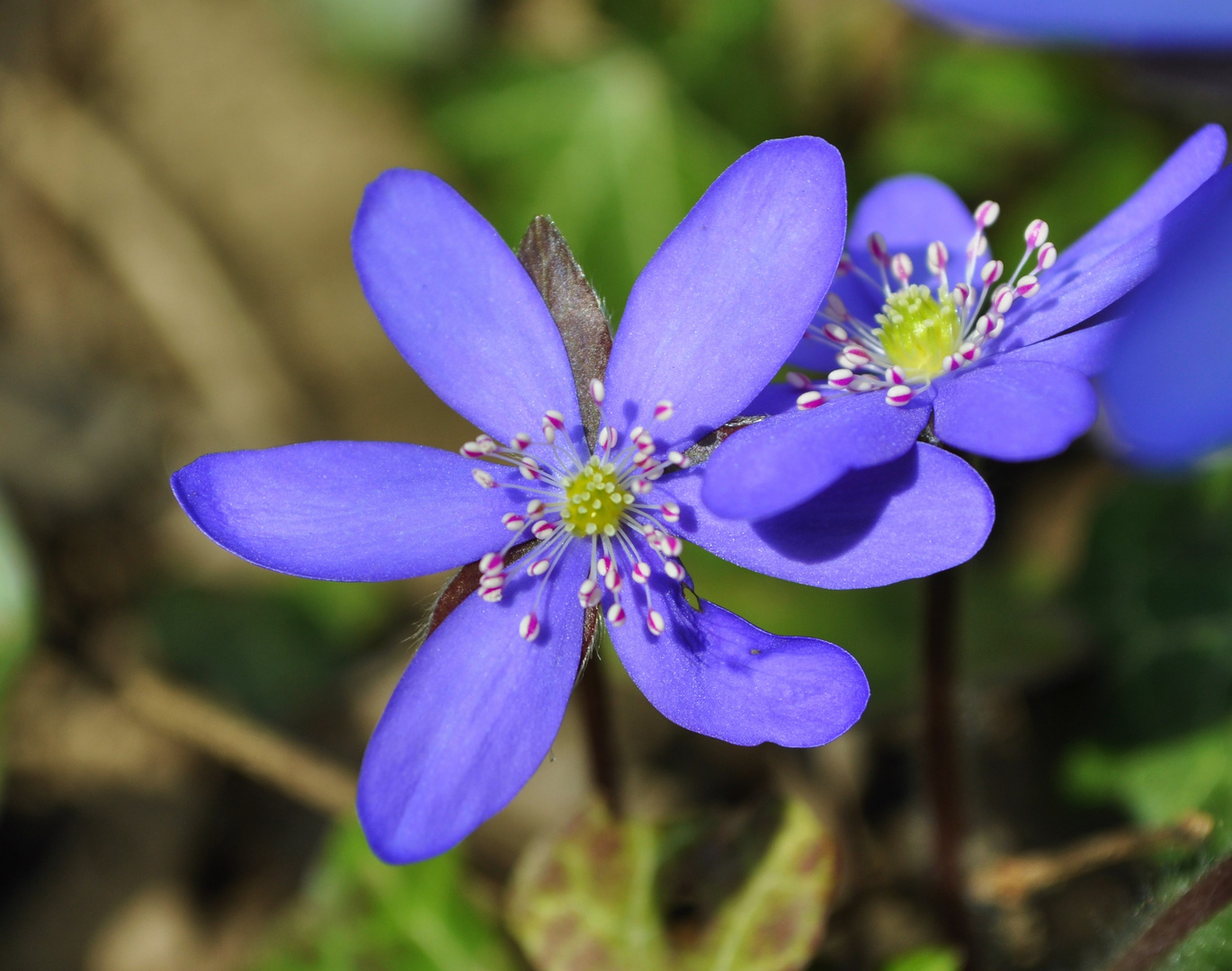 Leberblümchen