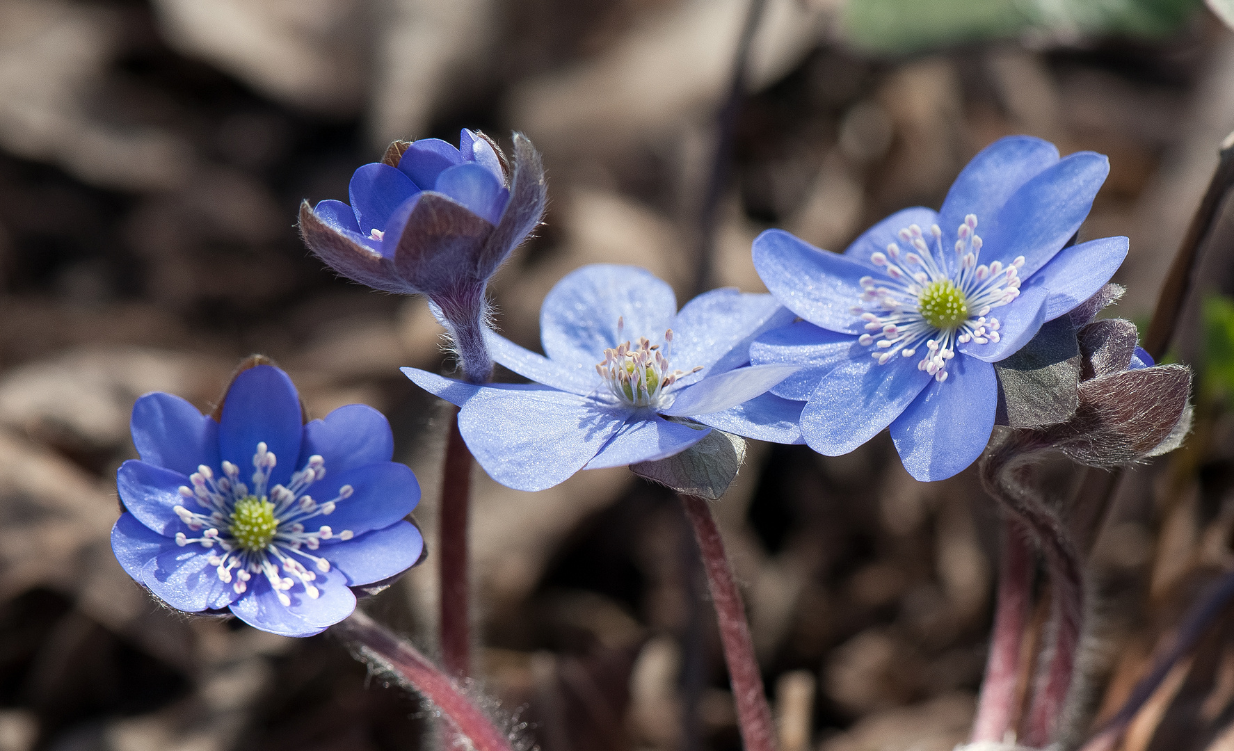  - LEBERBLÜMCHEN -