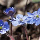  - LEBERBLÜMCHEN -