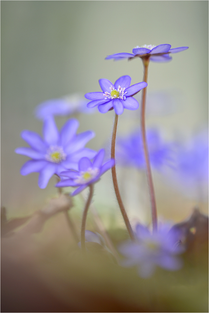 Leberblümchen