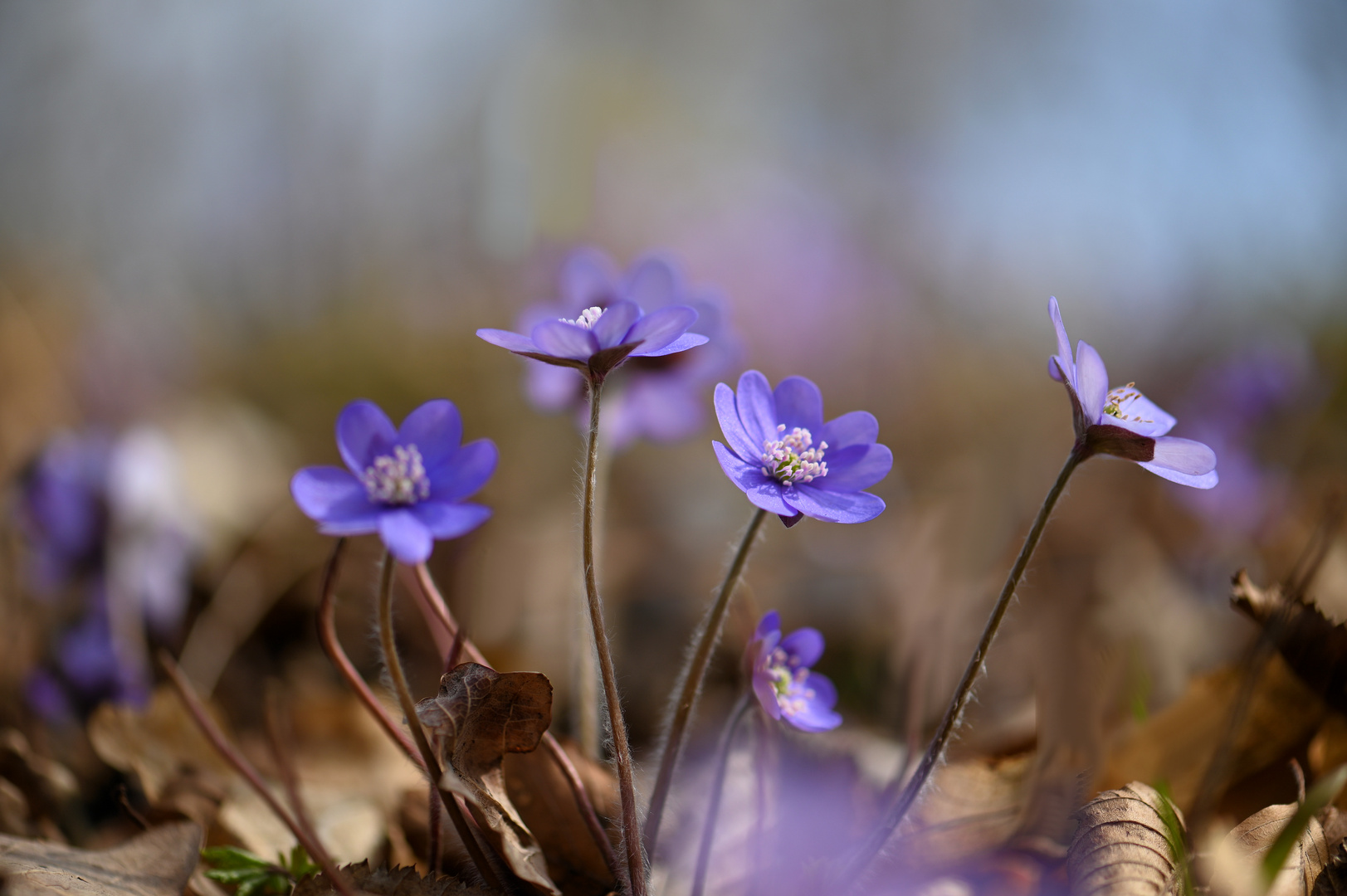 Leberblümchen