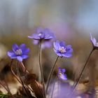 Leberblümchen