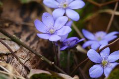 Leberblümchen