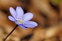 Leberblümchen am Jakobsberg