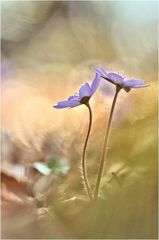 Leberblümchen am Morgen