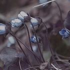 Leberblümchen am Steilufer