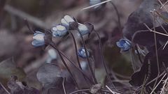 Leberblümchen am Steilufer