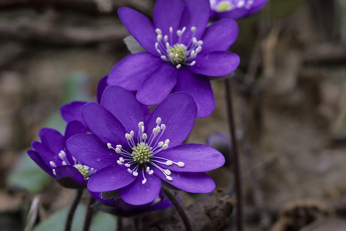 Leberblümchen am Waldboden