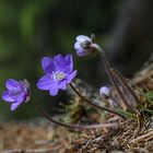 Leberblümchen am Wegrand