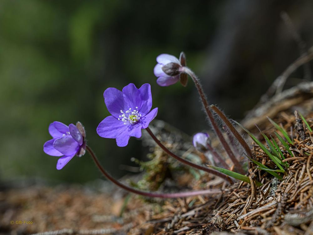 Leberblümchen am Wegrand