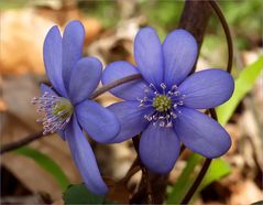 Leberblümchen (Anemone hepatica)