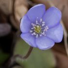 Leberblümchen (Anemone hepatica) 