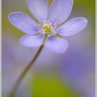 Leberblümchen (Anemone hepatica)